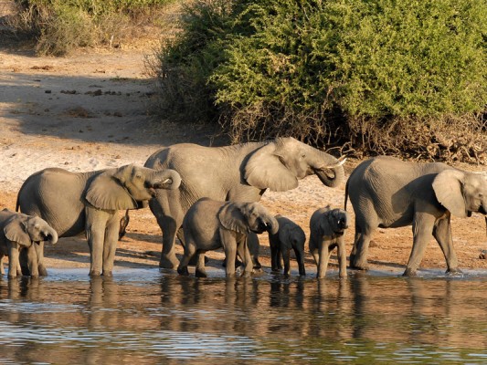 Quels animaux peut on voir lors d'un voyage en Namibie ?